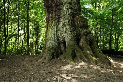 Tree trunk stock photo. Image of isolated, trunks, light - 54914216