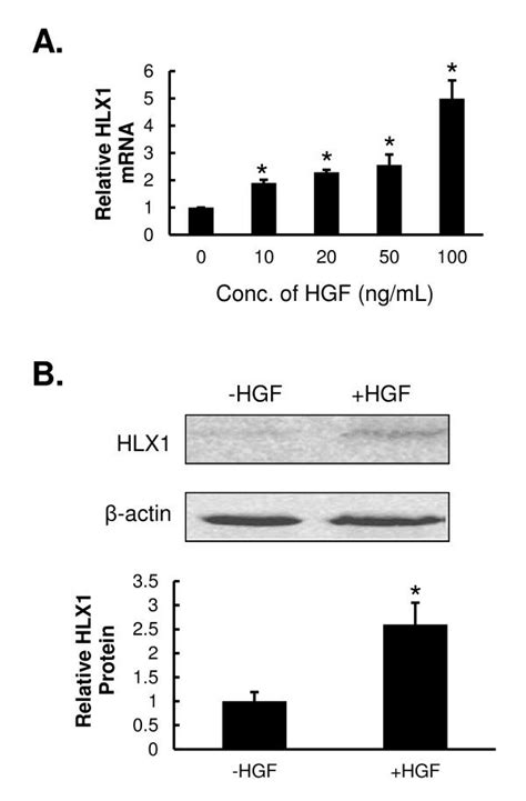 HGF Up Regulates The Expression Of HLX1 In HTR 8 SVneo Cells A