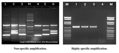 Pcr Troubleshooting How To Address Non Specific Amplification