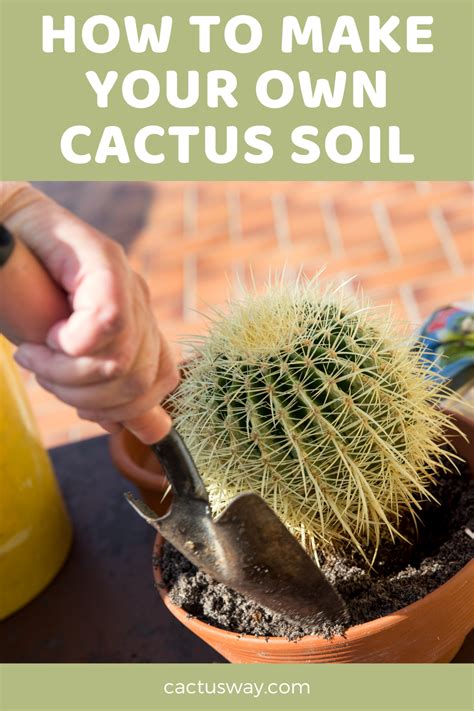 The Ultimate Guide To Growing Aloe Plant In Cactus Soil Succulent Source