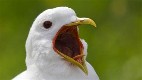 When Birds Lost Their Teeth | IFLScience