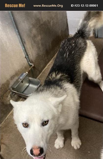 ADOPT 23121200061 Siberian Husky Rescue Casa Grande AZ