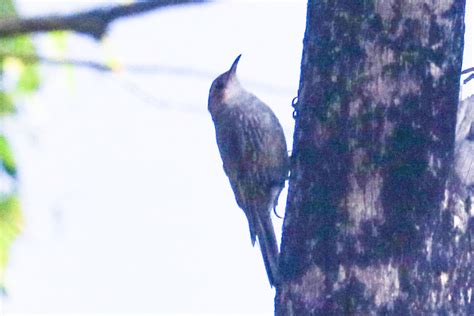 White Throated Treecreeper From Yalmy Vic Australia On January