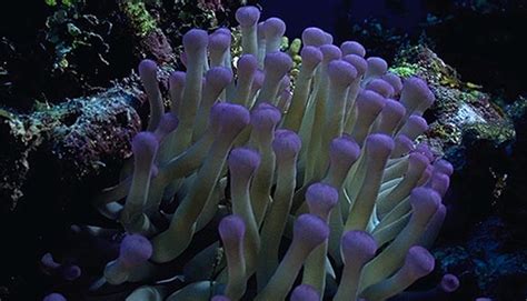 Sea Anemone | Smithsonian Ocean