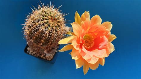 Echinopsis Kaktusy Kaktus Darmowe Zdj Cie Na Pixabay Pixabay