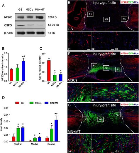 Assessment Of Axonal Regeneration In The Injury Graft Site Of Spinal