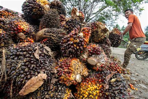 Musim Trek Sawit Tiba Harga Tbs Meningkat Dua Kali Lipat Antara News