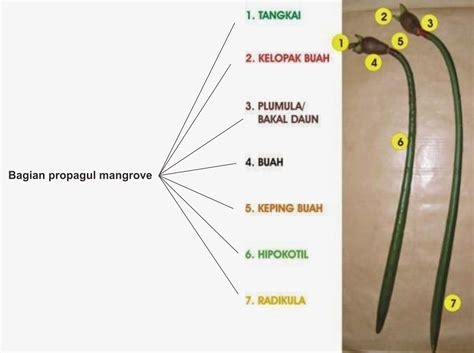 Kesematpedia Riset Dan Database Mangrove April