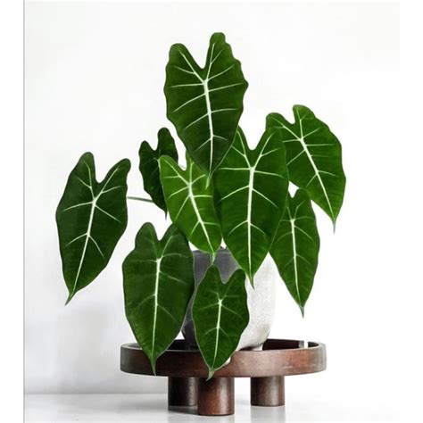 Jual TANAMAN HIAS KELADI NEON ALOCASIA FRYDEK Shopee Indonesia