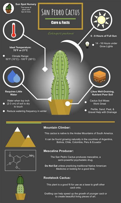 San Pedro Cactus Overview And Guide Sun Spot Nursery