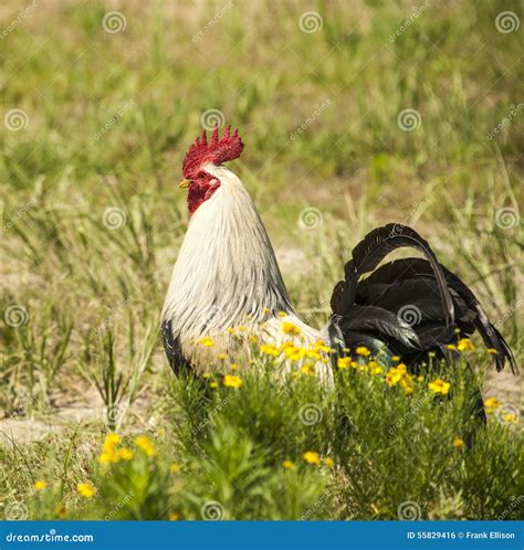 Rooster Tail Stock Photo Image Of Rosters Walking Farm 55829416