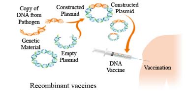 What Is A Recombinant Dna Vaccine Give Two Examples