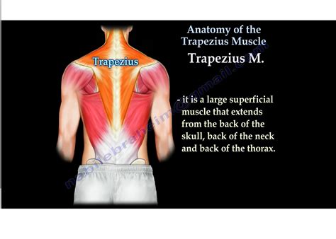 The Trapezius Muscle —