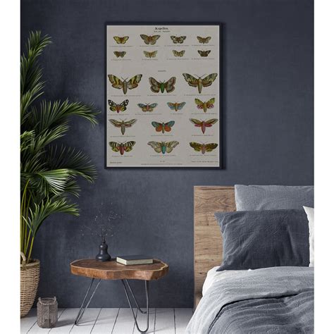 No 125 Moth Chart Print Art Designs