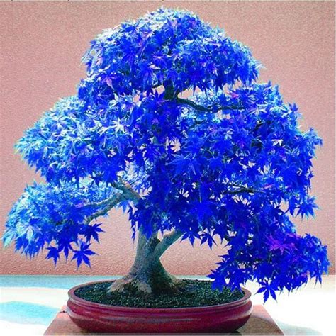 20PCS Rare Purple Blue Ghost Japanese Maple Tree, (Acer Palatum ...