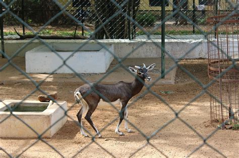 What Is a Melanistic Deer? | Melanistic, Black deer, Albino deer