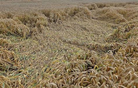 Rain And Strong Wind Wreak Havoc On Punjabs Wheat Crop Farmers Fear Losses