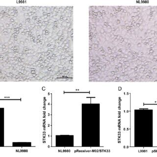 Stk Gene Expression Is Higher In L Cells Than In Nl Cells A