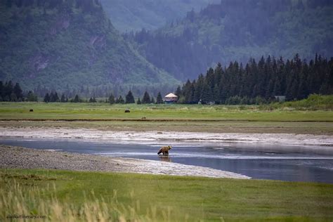 Bear Viewing in Alaska - Best Places, Tours & Tips