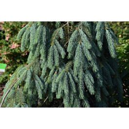 Wierk Engelmanna Bush S Lace Picea Engelmannii Sadzonki W Dobrej