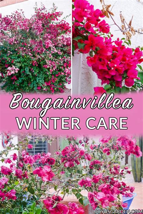 Bougainvillea Winter Care Tips | Joy Us Garden