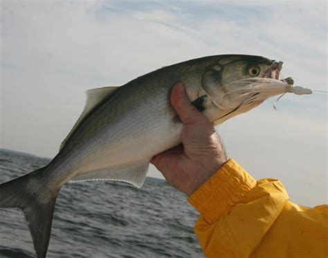 Cuts Coming To Bluefish Recreational Fishing Limits Chesapeake Bay