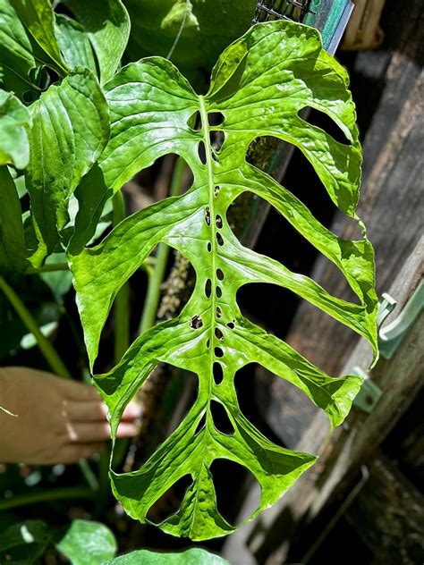 Monstera Membranacea Southern Pacific Lowland Ecotype Etsy