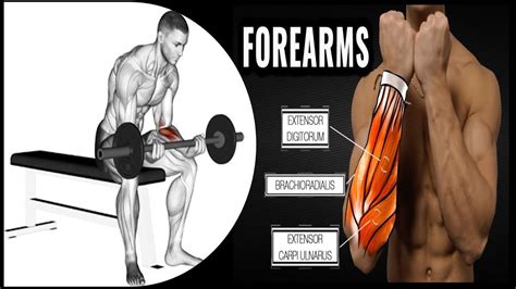 Best Forearms Program 4 Exs Musculation Avant Bras Youtube