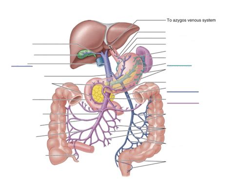 Venous Drainage Of The Abdominal Viscera Diagram Quizlet