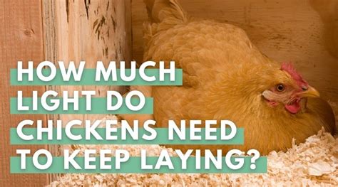 How Much Light Do Chickens Need To Keep Laying Eco Peanut