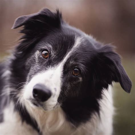 Todo Lo Que Necesitas Saber Sobre La Raza De Perro Border Collie