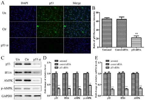 Effects Of P53 Knockdown On The Protein And MRNA Expression Levels Of