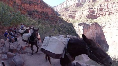 Day Clip The Pack Mules At Mile Rest Stop Youtube