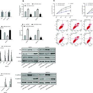 Effects Of MiR 320b Inhibition Or Overexpression On Osteosarcoma Cells