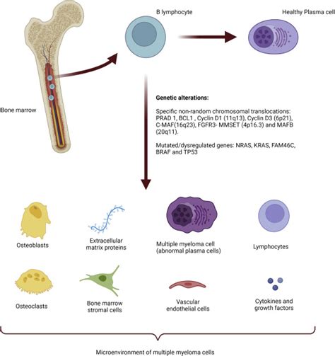 Immunotherapy Approaches For Hematological Cancers IScience