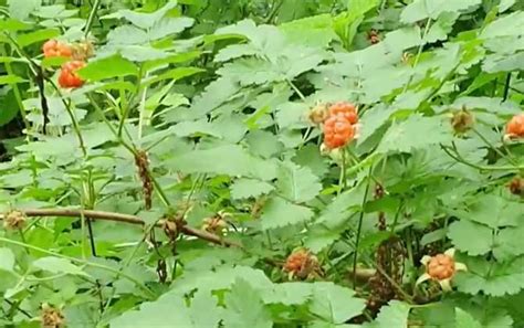 覆盆子价格多少钱一斤？ 蜜源植物 酷蜜蜂