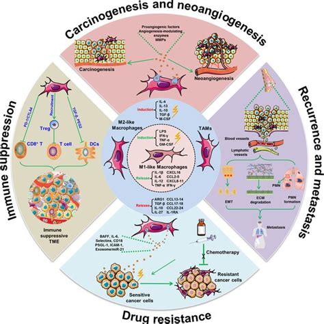 Prooncogenic Role Of Tams In Cancer Development Macrophages Could Be