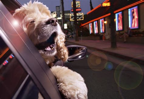 This Is The Happiest Thing Youll See All Day Dogs In Cars