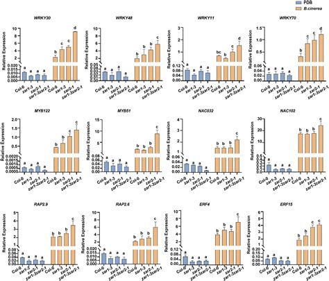 Frontiers The Zygotic Division Regulator ZAR1 Plays A Negative Role