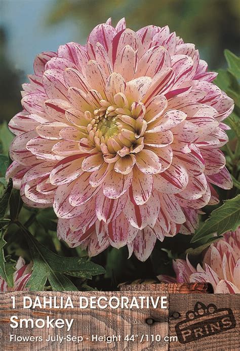 Dahlia Bulb Tuber Decorative Smokey Quality Wpc Prins Bulbs South