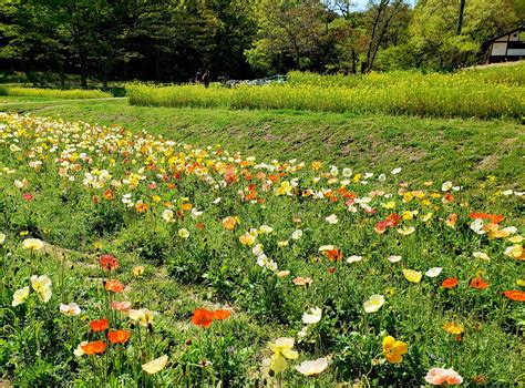 【大和高田市・橿原市周辺】明日香村の甘樫丘のポピーがとっても綺麗です！菜の花とのコラボも素敵♪ 号外net 大和高田市・橿原市