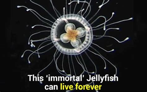 The Immortal Jellyfish That Can Live Forever WordlessTech