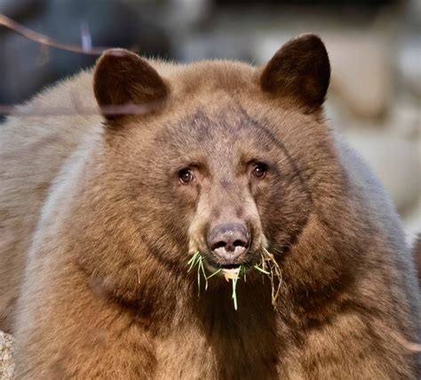 In Mammoth Lakes Bears Tourists And Locals Learn To Coexist Atlas