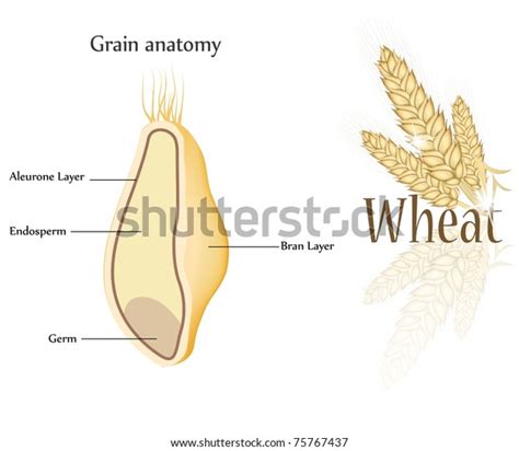 Wheat Grain Anatomy Cross Section Grain Stock Vector (Royalty Free ...