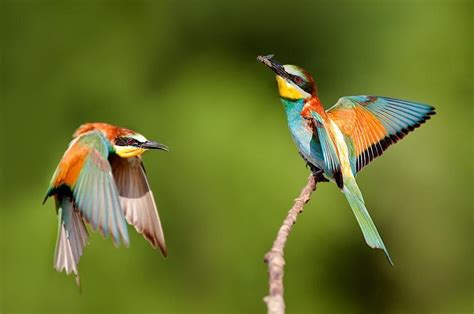 European Bee Eaters By Stefano Ronchi On 500px Bee Eater Birds