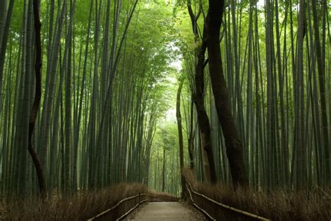 竹林の小径 Road of Bamboo Forest 新着情報 嵐山 ホテル The GrandWest Arashiyama 日本