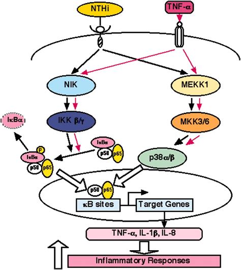 Synergistic activation of NF κB by nontypeable Haemophilus influenzae