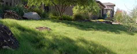 5 Beautiful Southern California Drought Tolerant Grasses