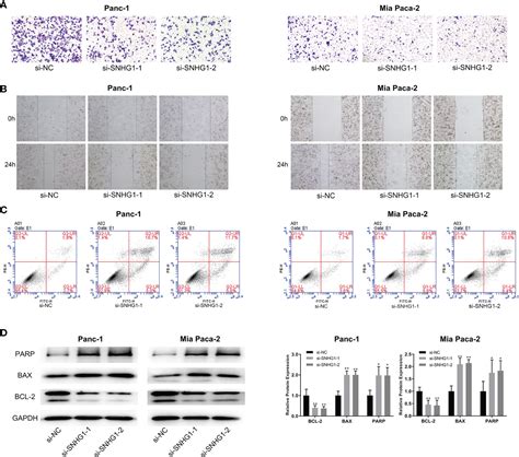 Frontiers Lncrna Snhg Promotes The Progression Of Pancreatic Cancer