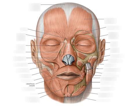MUSCLES OF FACIAL EXPRESSION Diagram | Quizlet